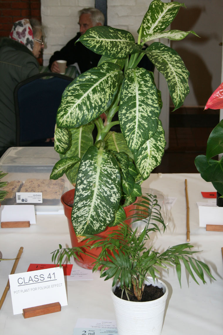 Spring Show - Class Pot 41 Pot Plants for Foliage Effect