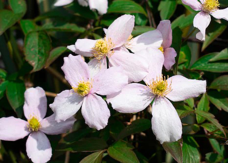 Clematis