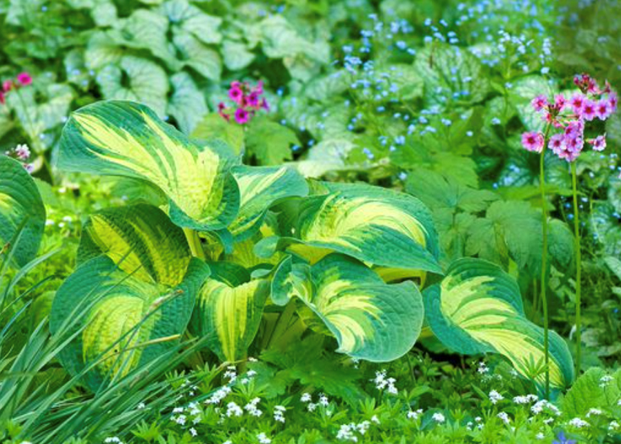 Hostas
