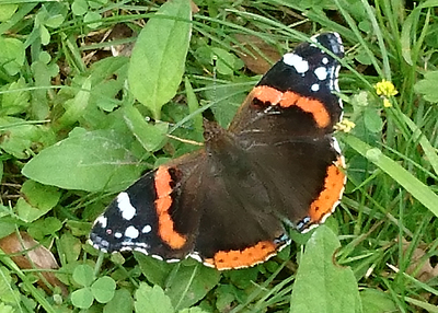 Red Admiral L