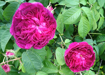 Charles de Mills Roses