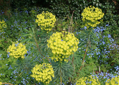 Euphorbias and Brunnera