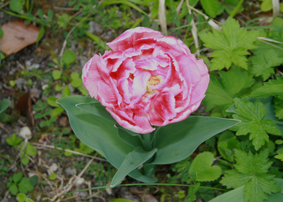 Tulip Angelique