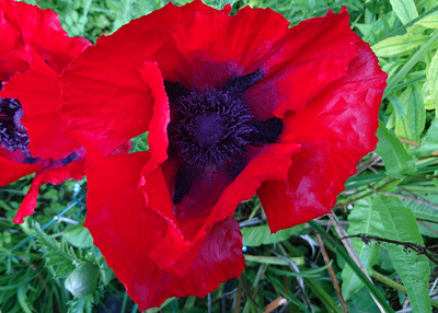 Beauty of Livermere