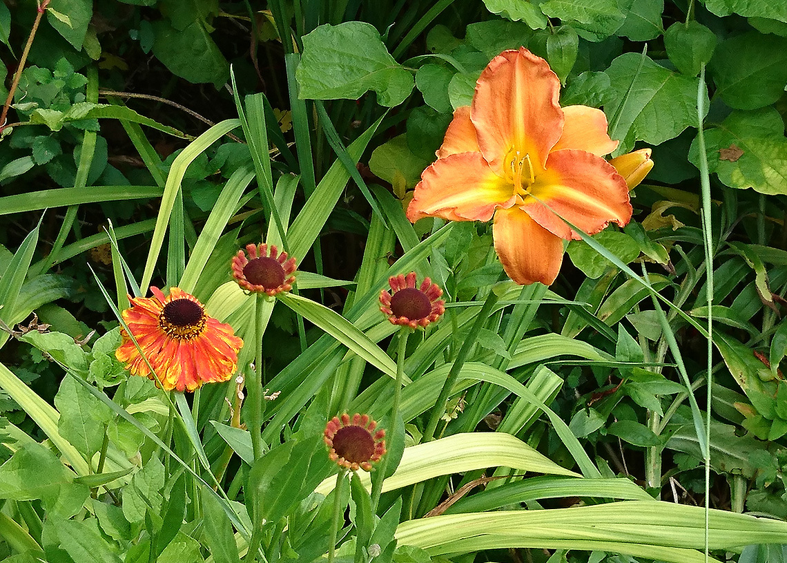 Daylilies