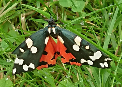 Garden Tiger Moth