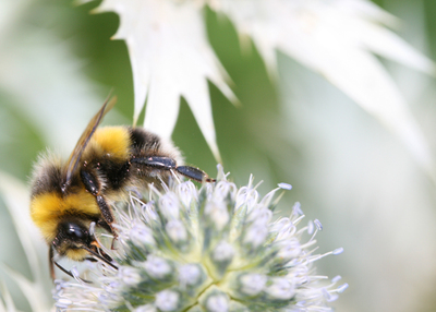 Bee on Miss Wilmott's Ghost
